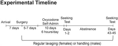 Effects of sex and estrous cycle on extended-access oxycodone self-administration and cue-induced drug seeking behavior